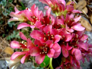 Bergenia in flowering in GHNP: Park Introduction Great Himalayan National Park