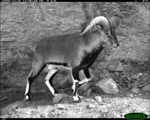 Camera Trap Photos: Blue sheep (bharal ) photographed in GHNP - Click to enlarge