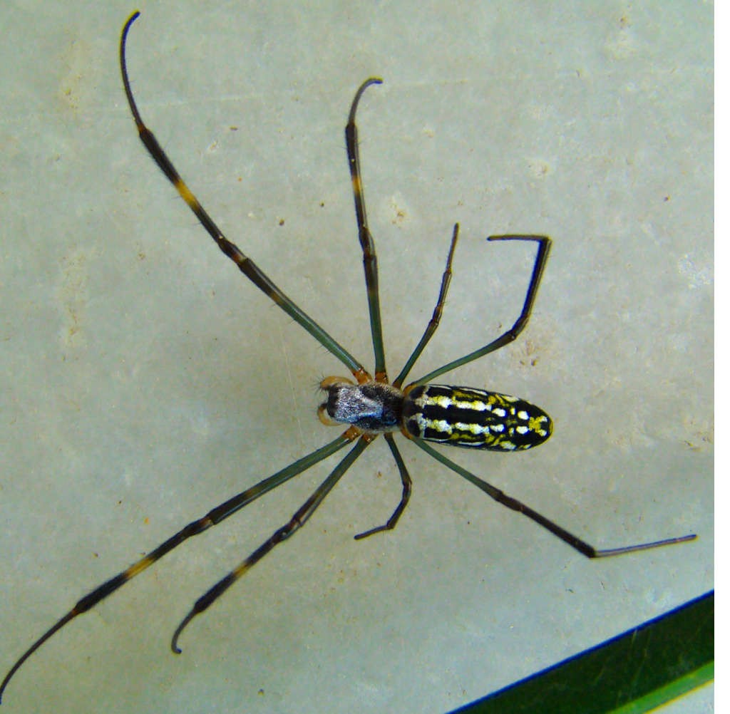 Leucauge (click to enlarge)