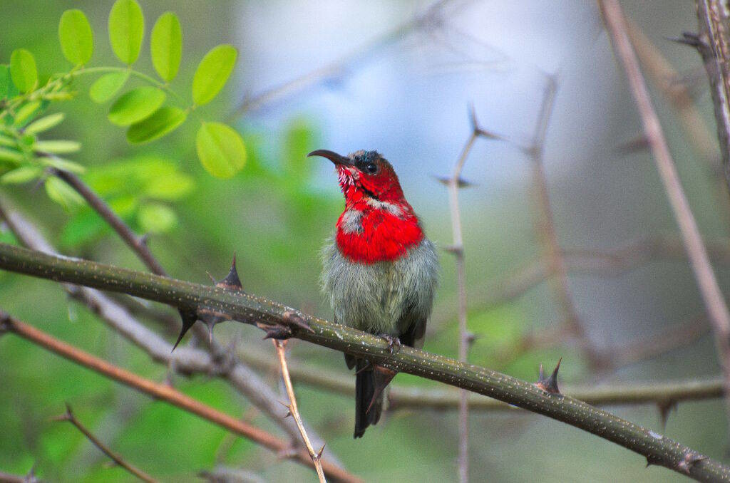 Aethopyga siparaja-Crimson sunbird (click to enlarge)