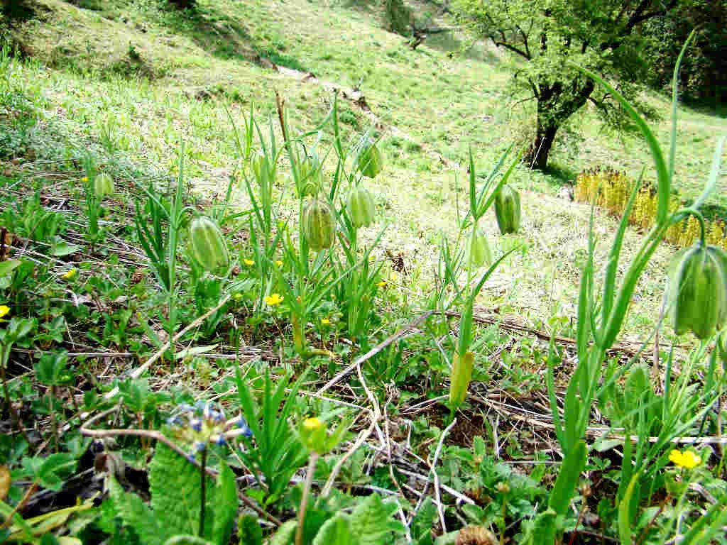 Himalayan Fritillary - Van lahusan (click to enlarge)