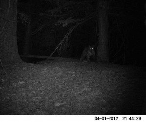 Leopard in GHNP (Click to enlarge) Camera Trap Photos : Leopard in GHNP (Click to enlarge)