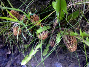 Morchella esculenta-Guchhi (click to enlarge)