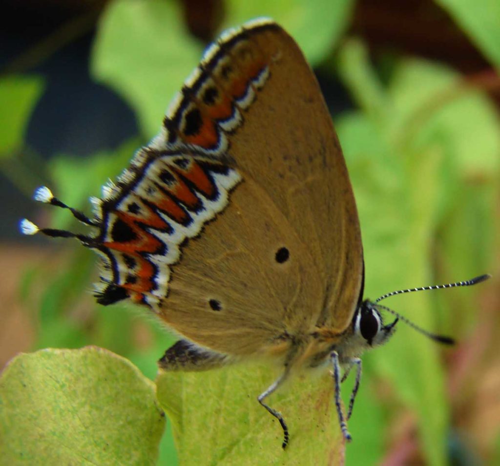heliophorus-sena-sorrel-sapphire-butterfly-in-ghnp