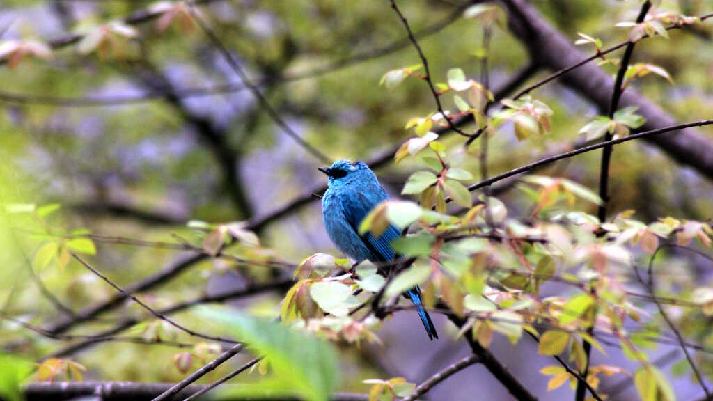 Great Barbet perched on a tree branch