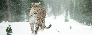 ghnp history of snow leopard